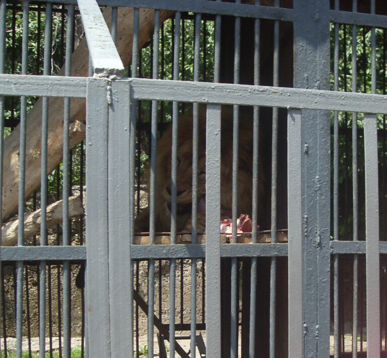 Yerevan Zoo